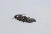Blastobasis glandulella