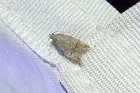 Teleiodes vulgella