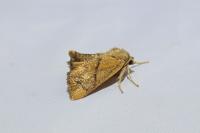 Apoda limacodes