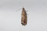 Dichrorampha acuminatana