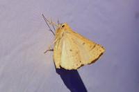 Crocallis elinguaria
