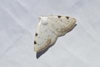 Lomographa bimaculata