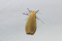 Wittia sororcula