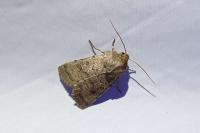 Hoplodrina octogenaria