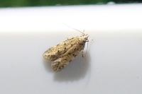 Pseudotelphusa paripunctella