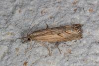 Agriphila geniculea