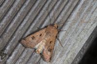 Agrotis trux