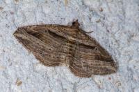 Costaconvexa polygrammata