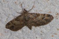 Gymnoscelis rufifasciata