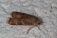 Noctua janthe/janthina