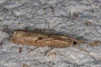 Agriphila geniculea