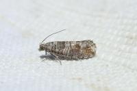 Clavigesta sylvestrana