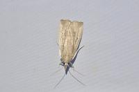 Calamotropha paludella