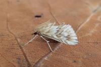 Cynaeda dentalis