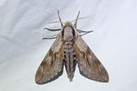 Hyloicus maurorum/pinastri