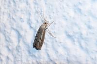 Agriphila geniculea