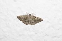 Cleorodes lichenaria