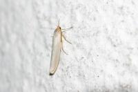 Eilema caniola