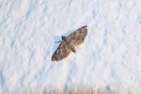 Gymnoscelis rufifasciata