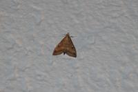 Ostrinia nubilalis/scapulalis