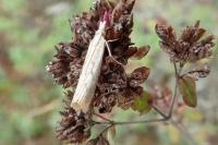 Agriphila geniculea