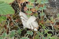 Aplocera efformata/plagiata