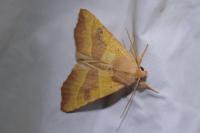 Atethmia centrago