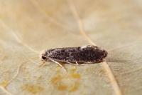 Monopis laevigella