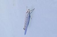 Yponomeuta evonymella