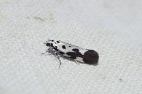 Ethmia quadrillella