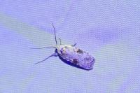 Agonopterix alstroemeriana