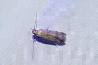 Pexicopia malvella