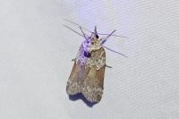 Nycteola siculana