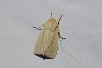 Mythimna straminea