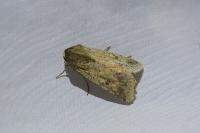 Helicoverpa armigera