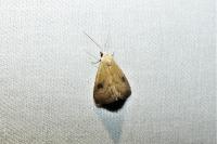 Rivula sericealis