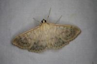 Patania ruralis