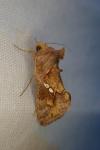 Chrysodeixis chalcites
