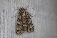 Acronicta rumicis