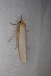 Eilema caniola