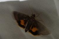 Noctua janthe