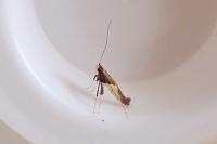 Caloptilia fidella