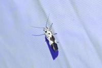 Ethmia quadrillella