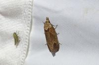 Phtheochroa inopiana