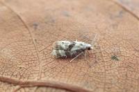 Phalonidia manniana