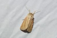 Denticucullus pygmina