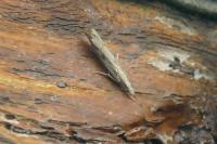 Agriphila geniculea