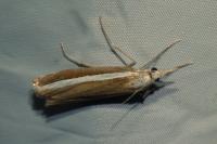 Agriphila latistria