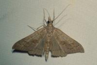 Mecyna asinalis