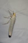 Eilema caniola